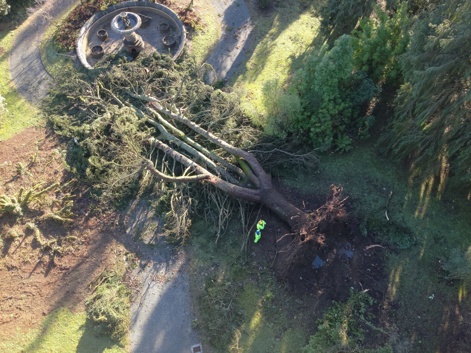 Drone photo of fallen Abies numidica in Castlewellan Forest Park